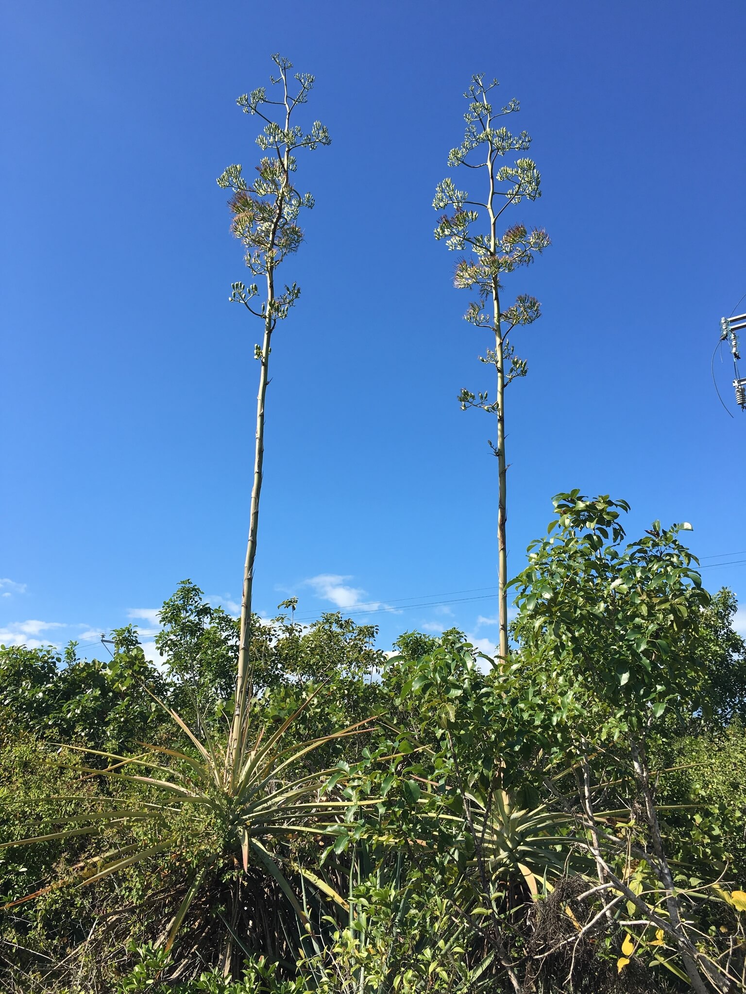 Agave fourcroydes 